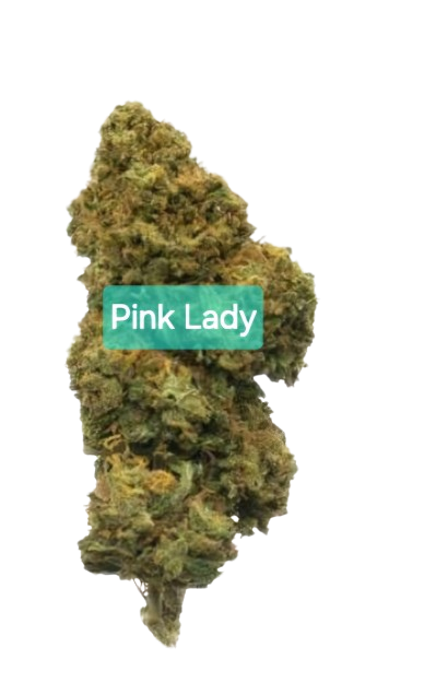 Loose Blüten Pink Lady